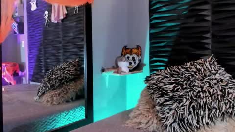 _lustyles_ online show from October 2025 04:02:02 AM