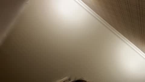 Francine Aisi Morpho - a genus of blue butterflies. online show from December 2025 08:49:01 PM