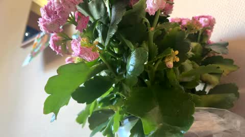 KOYO online show from April 2026 03:31:02 PM