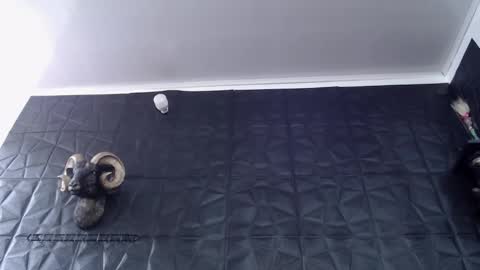 Snapshot of agata_darkness chatting on February 2026 06:28:01 PM Miss Agata online show from February 2026 06:28:01 PM