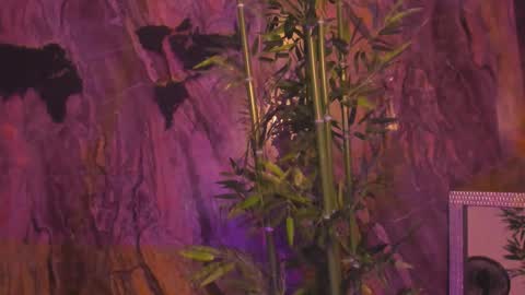 ALAHIA online show from January 2026 05:18:01 PM