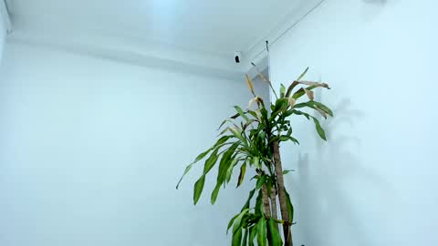 Snapshot of aliice_greco chatting on October 2025 07:43:01 PM Alice online show from October 2025 07:43:01 PM