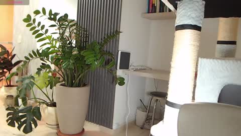 Ambar online show from January 2025 04:02:02 AM