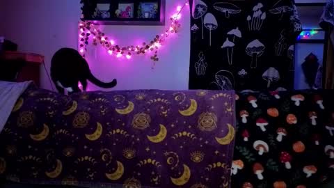 amburlicious online show from February 2026 04:02:01 AM