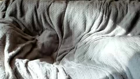 Snapshot of american_horny chatting on October 2025 05:42:01 PM Olive Walter online show from October 2025 05:42:01 PM