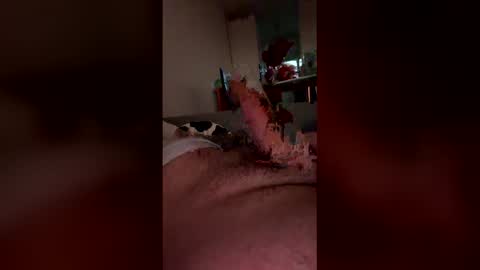 analpunisher2808 online show from March 2026 06:06:01 AM