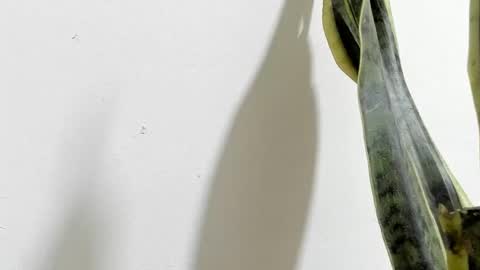 Ana Pakerman online show from February 2025 02:20:02 AM