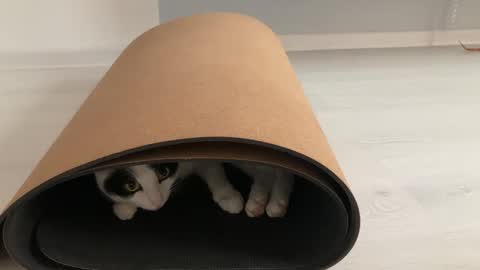 Snapshot of anntics_ chatting on October 2025 08:57:02 AM N antics online show from October 2025 08:57:02 AM