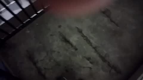 Lex online show from January 2025 05:43:02 AM