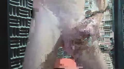 aussieraz online show from December 2024 08:20:01 AM