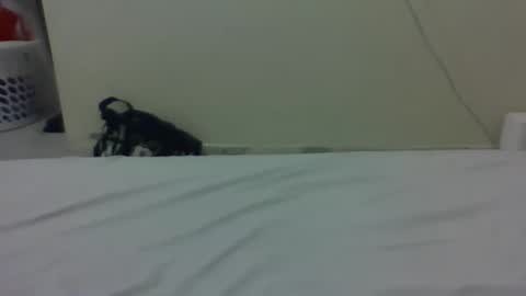 needoh online show from March 2026 12:38:01 AM