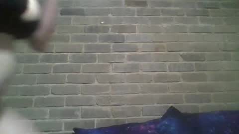 Snapshot of baielekker81578 chatting on February 2025 10:23:02 AM Chaterlain online show from February 2025 10:23:02 AM