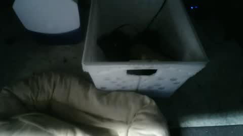 boton online show from November 2025 09:19:02 AM