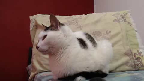 bayonette_black online show from February 2025 11:20:01 AM