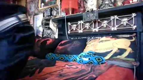 Snapshot of bazzasworld chatting on February 2026 05:03:02 AM Bazza online show from February 2026 05:03:02 AM