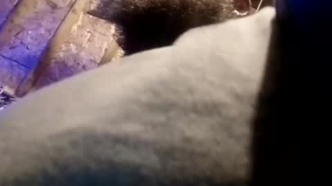 BigDaddykodack online show from November 2025 09:41:01 AM