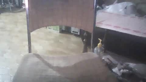 bigpenix online show from January 2025 03:48:02 AM