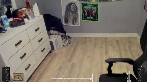 Plant Base Streamers From Pennsylvania online show from October 2025 11:29:02 PM