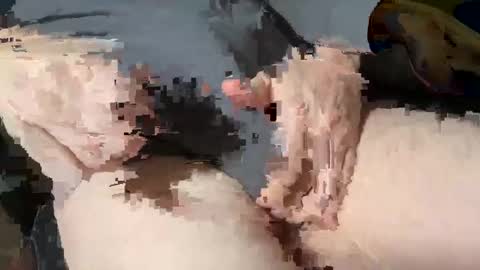 Heath online show from March 2025 01:53:02 PM