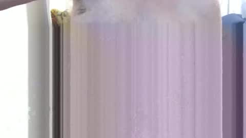 bolbil1 online show from December 2024 11:34:01 AM