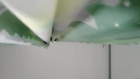 Snapshot of bongga_kaday chatting on September 2025 02:33:02 AM bongga_kaday online show from September 2025 02:33:02 AM