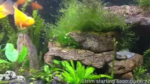 Snapshot of booker_baxton chatting on December 2024 04:03:02 AM Booker Baxton online show from December 2024 04:03:02 AM