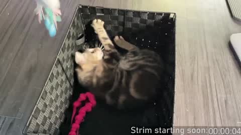 Snapshot of booker_baxton chatting on December 2024 04:10:02 AM Booker Baxton online show from December 2024 04:10:02 AM