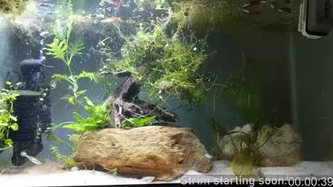 Snapshot of booker_baxton chatting on December 2024 04:09:01 AM Booker Baxton online show from December 2024 04:09:01 AM