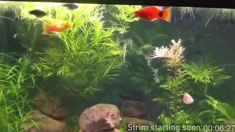 Snapshot of booker_baxton chatting on December 2024 04:02:02 AM Booker Baxton online show from December 2024 04:02:02 AM