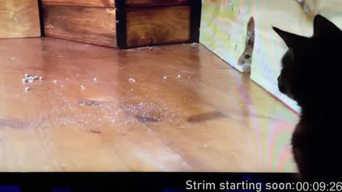 Snapshot of booker_baxton chatting on December 2024 04:01:02 AM Booker Baxton online show from December 2024 04:01:02 AM