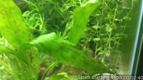 Snapshot of booker_baxton chatting on December 2024 04:09:02 AM Booker Baxton online show from December 2024 04:09:02 AM