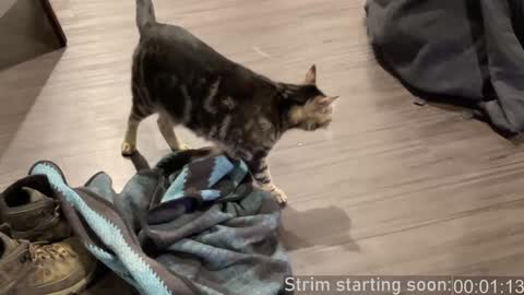 Snapshot of booker_baxton chatting on December 2024 04:08:02 AM Booker Baxton online show from December 2024 04:08:02 AM