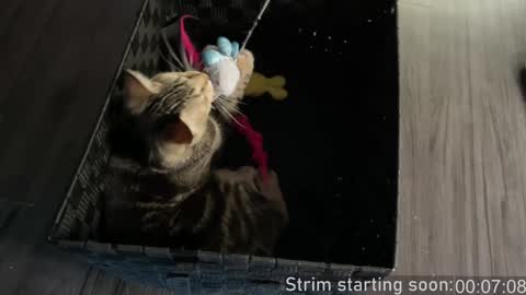 Snapshot of booker_baxton chatting on January 2025 04:00:02 AM Booker Baxton online show from January 2025 04:00:02 AM