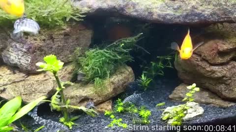 Snapshot of booker_baxton chatting on January 2025 04:01:02 AM Booker Baxton online show from January 2025 04:01:02 AM