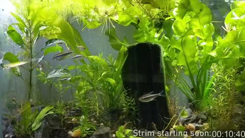 Snapshot of booker_baxton chatting on January 2025 03:57:01 AM Booker Baxton online show from January 2025 03:57:01 AM