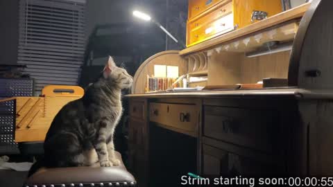 Snapshot of booker_baxton chatting on January 2025 04:08:02 AM Booker Baxton online show from January 2025 04:08:02 AM