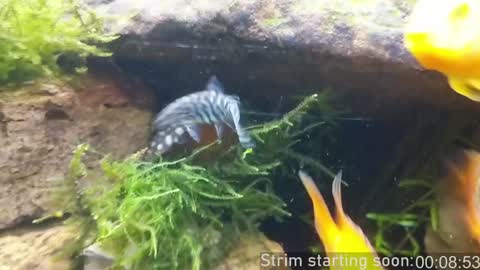 Snapshot of booker_baxton chatting on January 2025 04:01:01 AM Booker Baxton online show from January 2025 04:01:01 AM