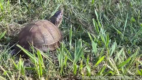 Snapshot of booker_baxton chatting on January 2025 04:06:01 AM Booker Baxton online show from January 2025 04:06:01 AM