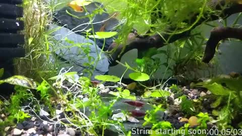 Snapshot of booker_baxton chatting on January 2025 04:06:02 AM Booker Baxton online show from January 2025 04:06:02 AM