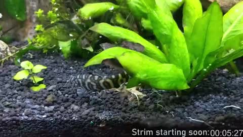 Snapshot of booker_baxton chatting on January 2025 04:04:01 AM Booker Baxton online show from January 2025 04:04:01 AM