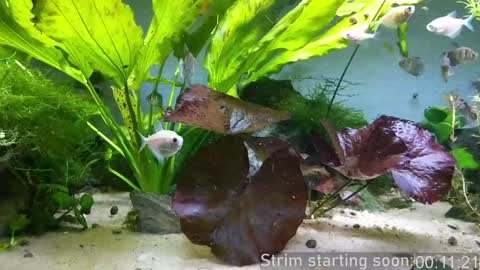 Snapshot of booker_baxton chatting on January 2025 03:58:02 AM Booker Baxton online show from January 2025 03:58:02 AM