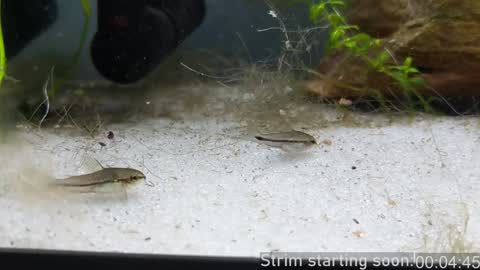 Snapshot of booker_baxton chatting on January 2025 04:05:01 AM Booker Baxton online show from January 2025 04:05:01 AM