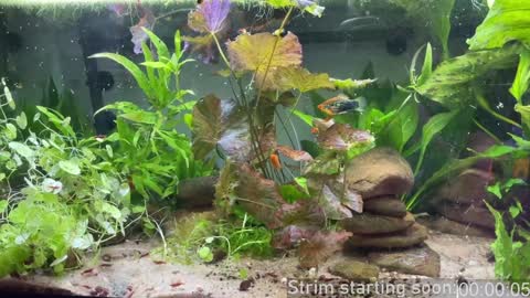 Snapshot of booker_baxton chatting on February 2025 04:10:01 AM Booker Baxton online show from February 2025 04:10:01 AM