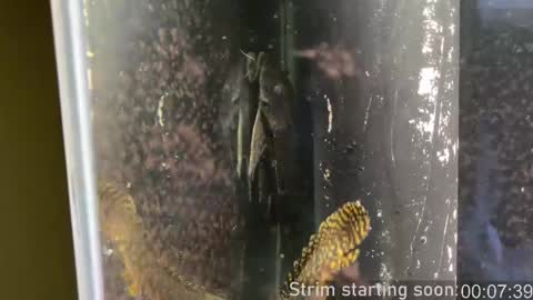 Snapshot of booker_baxton chatting on February 2025 04:01:02 AM Booker Baxton online show from February 2025 04:01:02 AM