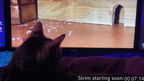 Snapshot of booker_baxton chatting on February 2025 04:00:02 AM Booker Baxton online show from February 2025 04:00:02 AM