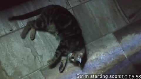 Snapshot of booker_baxton chatting on February 2025 04:03:01 AM Booker Baxton online show from February 2025 04:03:01 AM