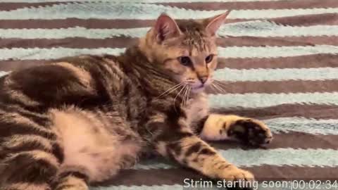 Snapshot of booker_baxton chatting on February 2025 04:07:02 AM Booker Baxton online show from February 2025 04:07:02 AM