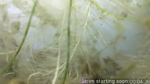 Snapshot of booker_baxton chatting on February 2025 04:03:02 AM Booker Baxton online show from February 2025 04:03:02 AM