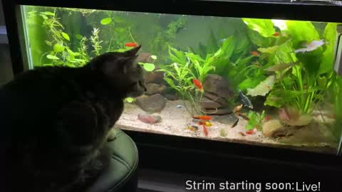 Snapshot of booker_baxton chatting on February 2025 04:09:02 AM Booker Baxton online show from February 2025 04:09:02 AM