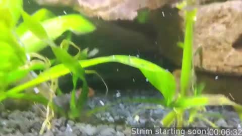 Snapshot of booker_baxton chatting on March 2025 04:04:01 AM Booker Baxton online show from March 2025 04:04:01 AM